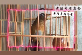 公画眉鸟叫，原声原版，大唱30分钟，唱功一流，太好听了。