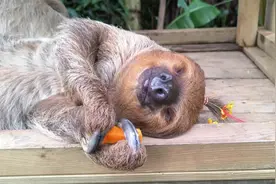 树懒朵朵躺着吃胡萝卜，吃着吃着就这样子睡着了真可爱视频封面