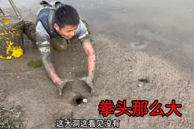 大家见过拳头那么大的鳝鱼洞吗？老洞都是好几个，简直太刺激了！视频封面