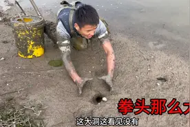 大家见过拳头那么大的鳝鱼洞吗？老洞都是好几个，简直太刺激了！视频封面