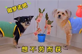 狗狗被猫咪怒批，想不劳而获，这也太天真了