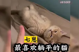 小猫天生喜欢躺平摆烂，主人多次纠正无果。网友：萌化人心的睡姿