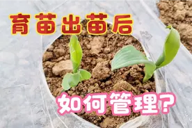 玉米出苗后别忘了做好这几点，玉米结得又大又粗，后期产量能翻倍