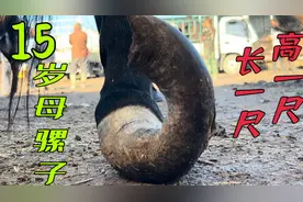 解脱了！15岁母骡子切下5斤实心指甲，高一尺长一尺一辈子的痛！