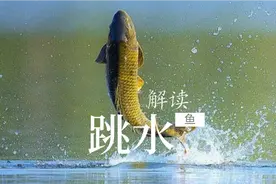 大鱼一直跳就是不咬钩，常见的现象简单的原因，别想多了