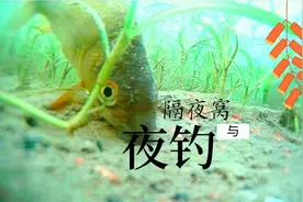天寒地冻，夜钓照样可以主打浅水，做隔夜窝却只能向深而行视频封面