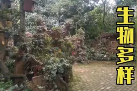 冬子父母来到南方，感叹这边的生物多样性，好多植物从来没见过