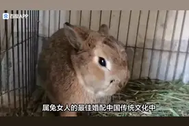 属兔女最佳婚配!视频封面