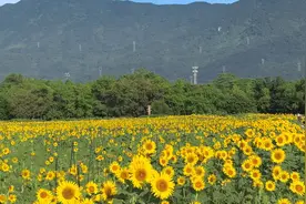 向快乐出发，快来厦门灌口镇看向日葵啦！