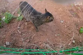 给猫带上摄像头，沉浸式体验话痨猫猫的一天