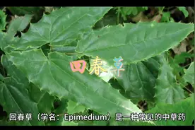 #回春草的形状和功效视频封面