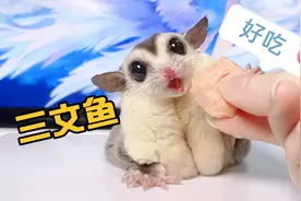 蜜袋鼯吃三文鱼吃的好开心，越吃越起劲不停的咕咕叫