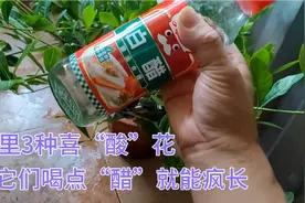 3种喜“酸”花，平时浇水加点“白醋”，就能叶片翠绿花开不断。视频封面