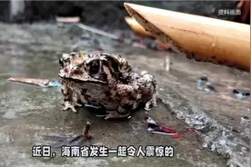 海南三人误食癞蛤蟆中毒，一命陨落，警钟敲响食品安全视频封面