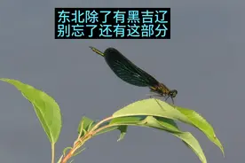 东北除了有黑吉辽三个省，别忘了还有这么一片土地也是东北的视频封面