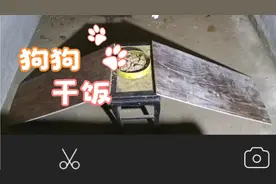 母狗在分娩前会自行筑窝咬破胎衣咬断脐带吃掉胎衣和仔狗的粪尿。