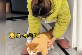 猫狗第一次穿衣服的搞笑瞬间，最后一个真像“狼外婆”！！😂视频封面
