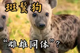 斑鬣狗：揭秘“雌雄同体”背后的生存智慧