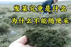 甘肃6人挖“野菜”获刑？发菜究竟是什么，为什么不能随便采？视频封面