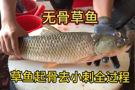 无骨草鱼杀法 草鱼起骨去小刺全过程。视频封面