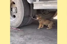 小狗被困在大车车轮下，旺仔见状立马向司机救助，还好司机懂了旺视频封面