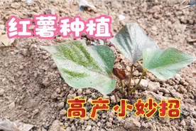 红薯最喜欢的一种肥料，这样用几次一窝能结一大堆，赶快学学吧