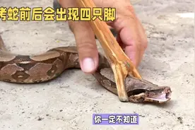为什么蛇活着被火烤后会出现前后四只脚