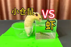 据说：小仓鼠很喜欢吃虾，帅小伙实测视频封面