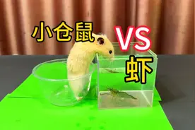 据说：小仓鼠很喜欢吃虾，帅小伙实测视频封面
