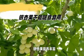 银杏果不能随意食用