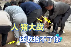 十多个人按一头猪，猪都被按emo 了