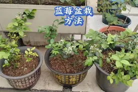 盆栽蓝莓这样配土不用花钱，有机肥种植，蓝莓结果多口感好视频封面