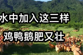 养好鸡有妙招，水中加入这三样，鸡群长得肥又壮视频封面