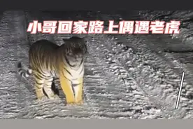 小伙路上偶遇老虎挡在车前不让走视频封面