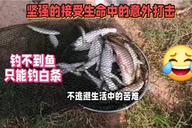 #原创剪辑#又是钓白条的一天视频封面