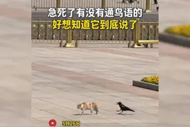 天安门前的一只猫和一只乌鸦，乌鸦说了什么呢？