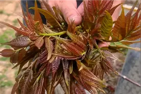 做香椿不焯水是大错，大厨教你正确做法，一年四季都能吃到香椿视频封面