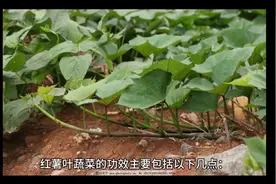 红薯叶的功效