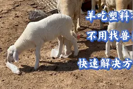 羊吃塑料布不用找兽医 一招快速解决视频封面