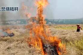 禁止焚烧秸秆是符合国家政策的行为，那么漂浮河道的秸秆怎么办？视频封面