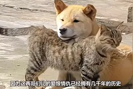 田园犬居然是狸花猫的克星？