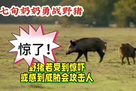 七旬奶奶勇斗野猪：震撼背后的生命力量与自然思考视频封面
