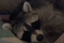 養殖基地小浣熊🐻