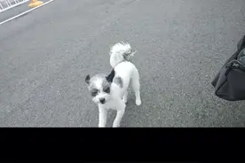 狗狗无论风雨始终不离不弃地陪伴在主人身边，它用一生守护着主人视频封面
