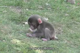 小猴子脐带未脱落就被妈妈丢一边，萌态十足学走路|||小猴子脐带视频封面