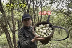 进山摘了一背篓山茶果，和腊肉一起下锅，又香又有嚼劲