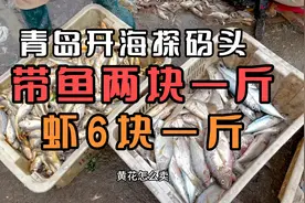 青岛开海之后探码头：带鱼两块一斤，虾6块一斤……看完你敢信吗视频封面