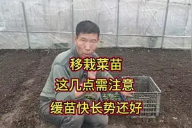 移栽蔬菜，这几点要多加注意，缓苗快长势还好，这是经验视频封面