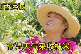 五亩地槐米能卖三万块钱，不顾高温天气采收槐米，干劲十足。