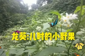 农村常见的“龙葵”，全草都是宝，对人好处真不少，你知道吗？